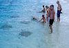Steel Gray Stingrays